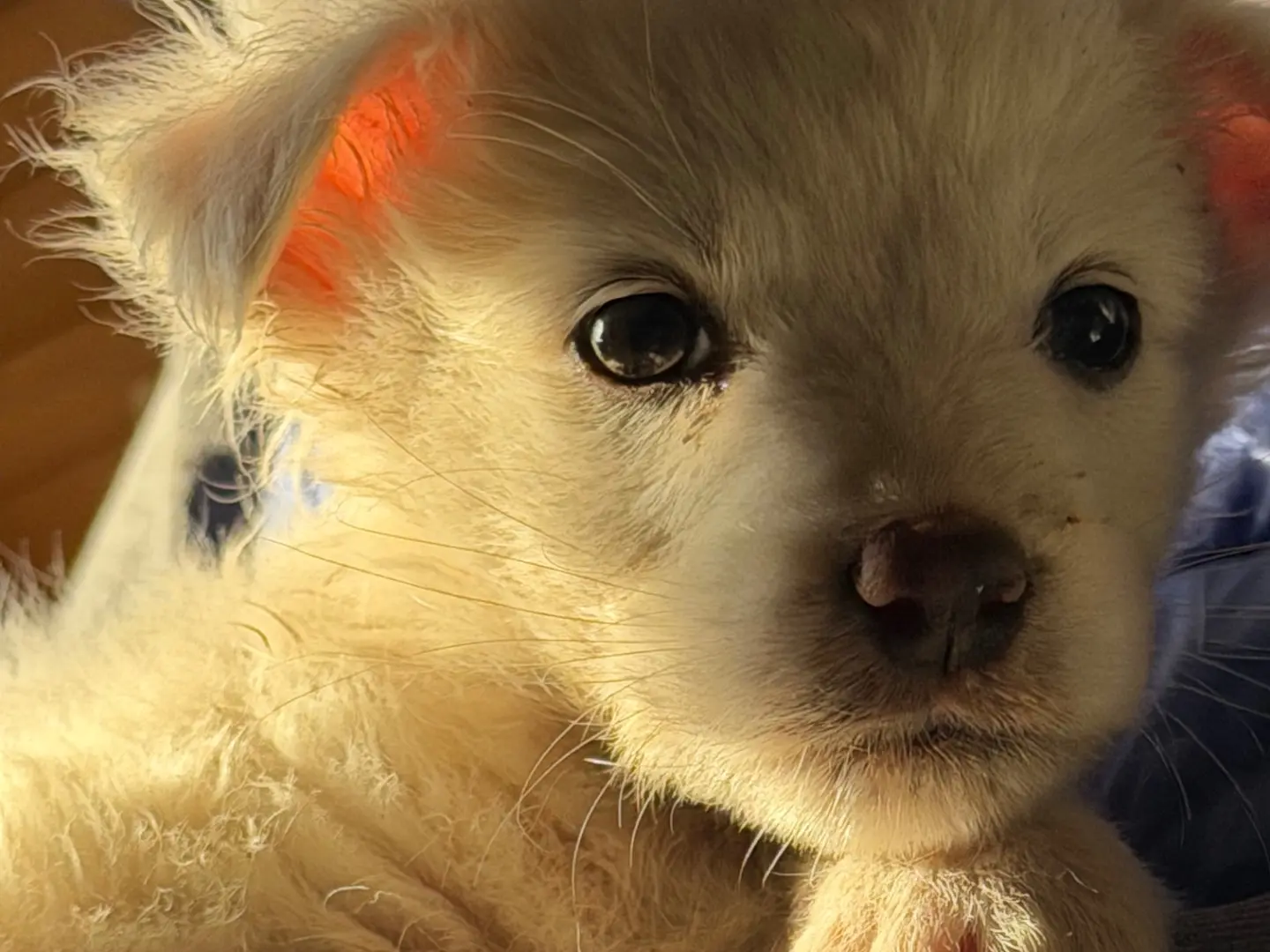Vuoi adottare un cane a Catanzaro?