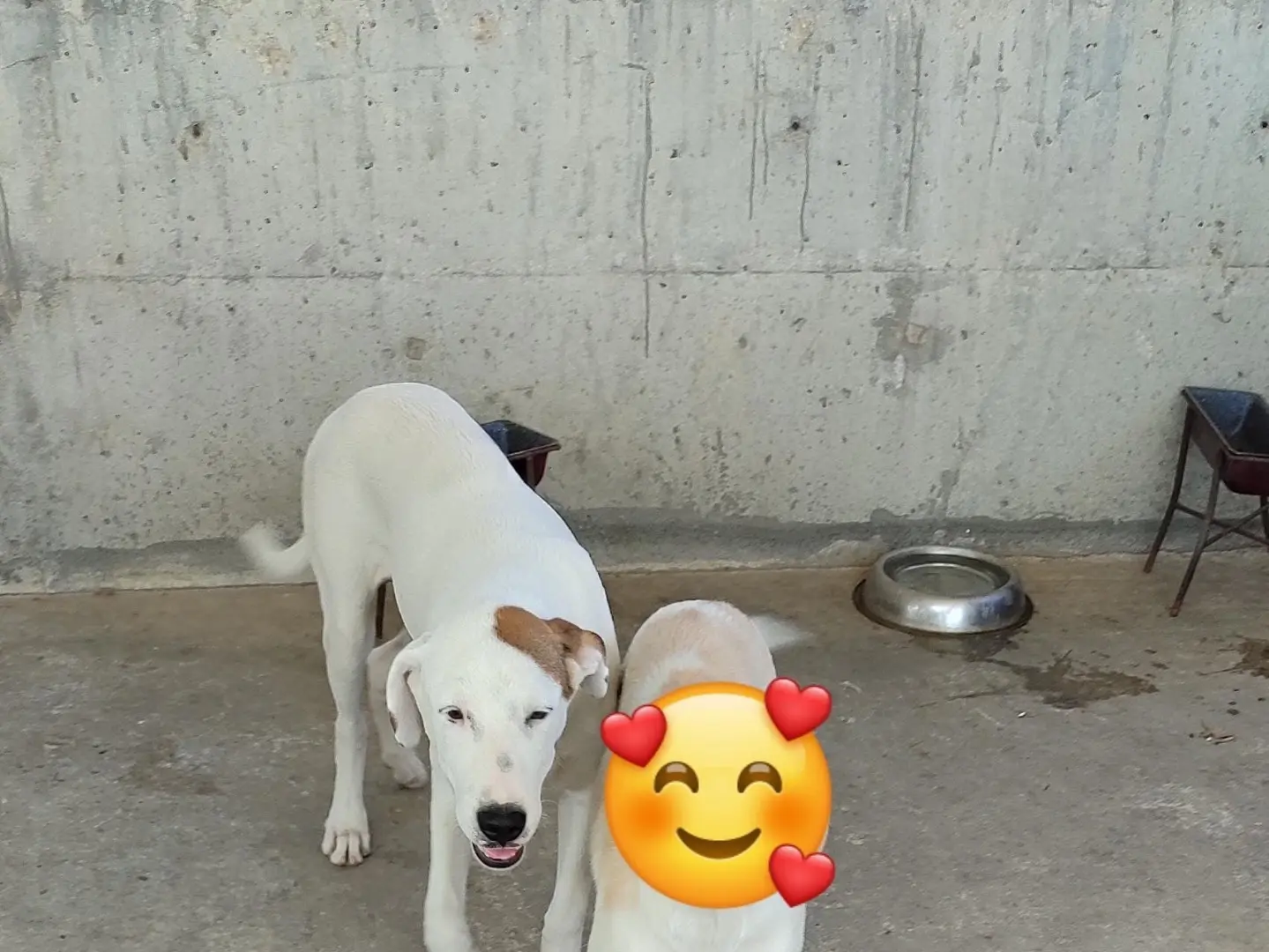 Adotta il cane Sirius a Milano