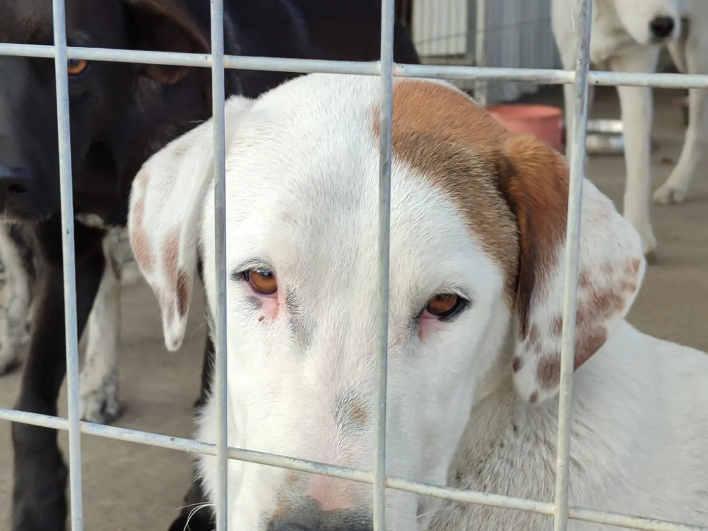Adotta un cane, taglia media, maschio, Milano