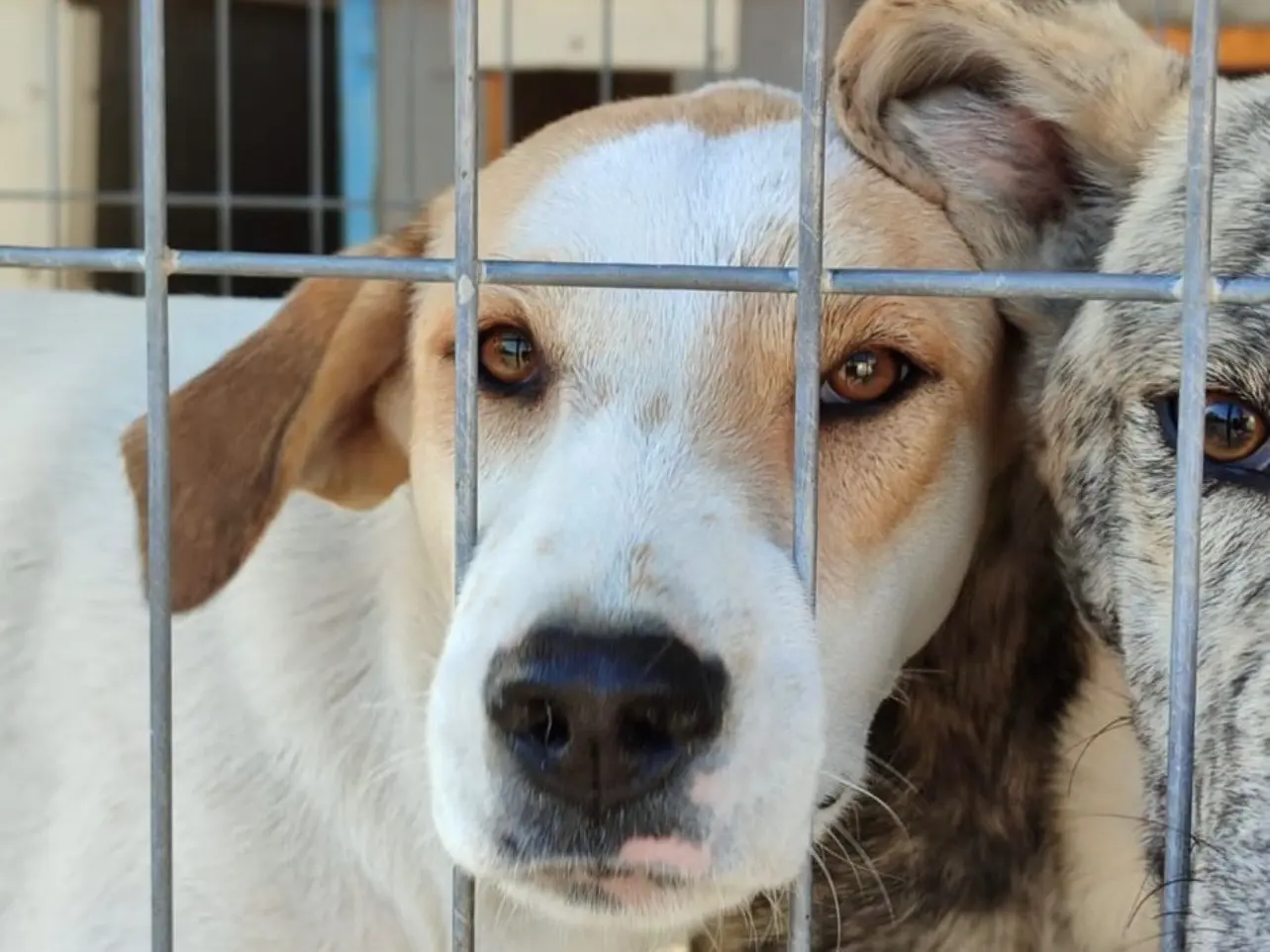 Adotta un cane, maschio, 2 anni e 6 mesi, Milano