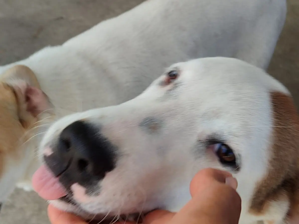 Vuoi adottare un cane a Milano?