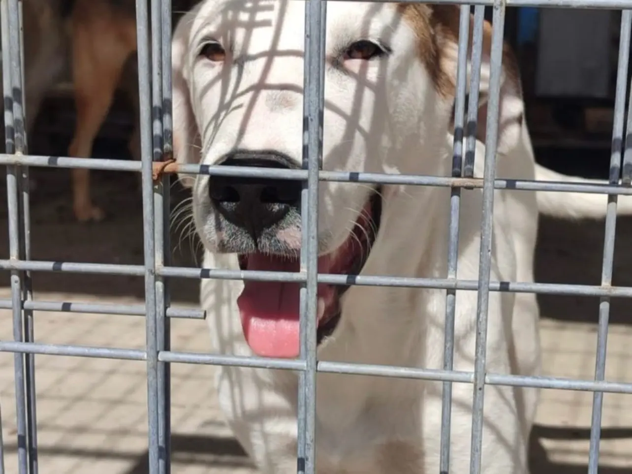 Adozione cane, maschio, Razza sconosciuta Razza sconosciuta, 2 anni e 6 mesi, taglia media, Milano