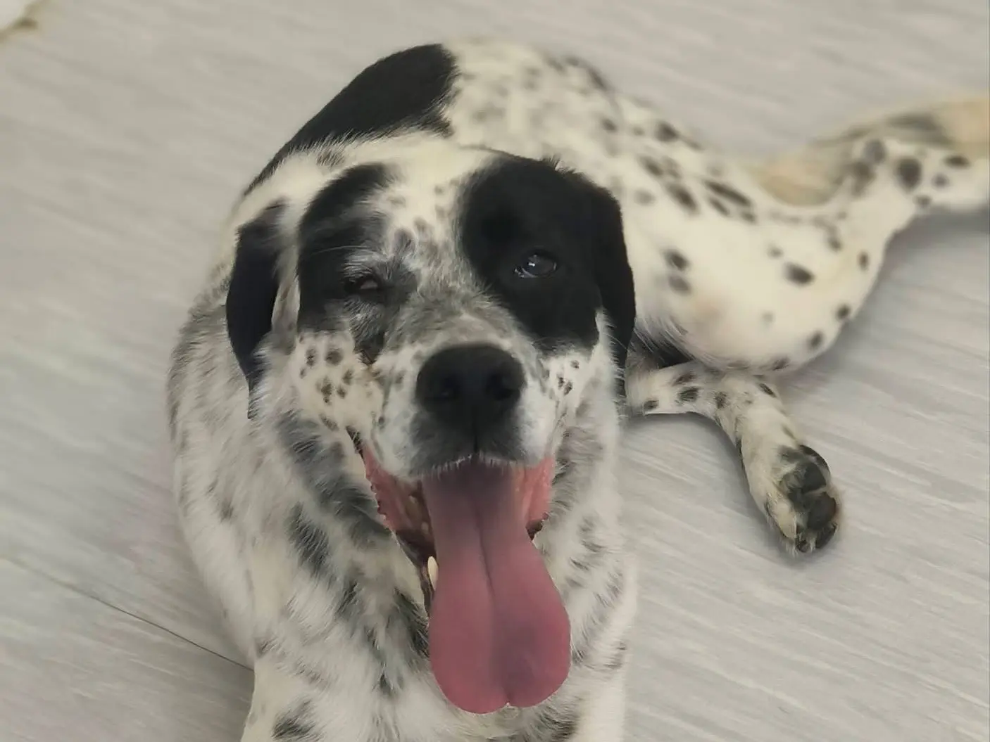 Adotta un cane, femmina, 4 anni e 4 mesi, Cosenza