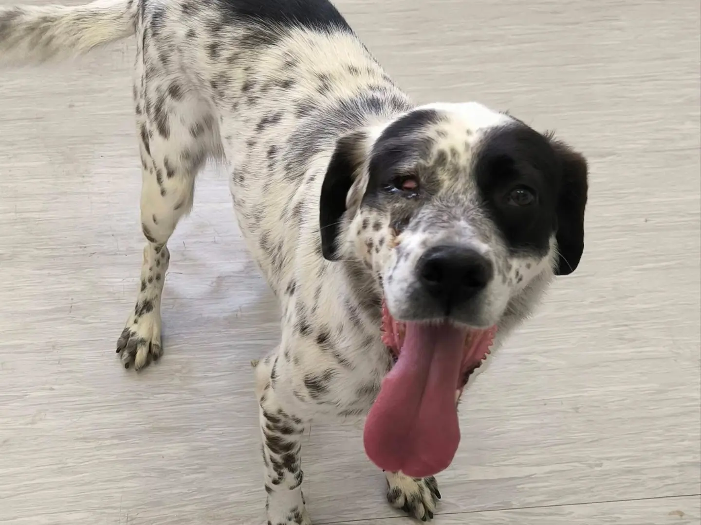 Adozione cane, femmina, Setter Inglese Pointer, 4 anni e 4 mesi, taglia media contenuta, Cosenza