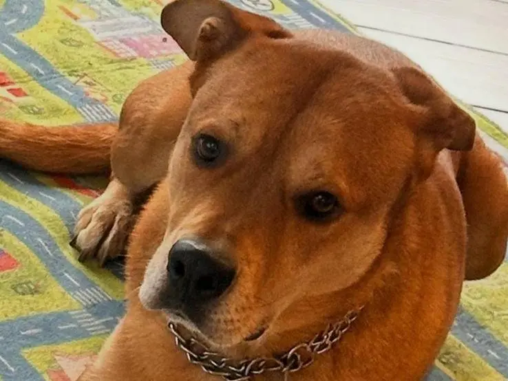 Adozione cane, maschio, Razza sconosciuta Razza sconosciuta, 5 anni, taglia media contenuta, Pavia