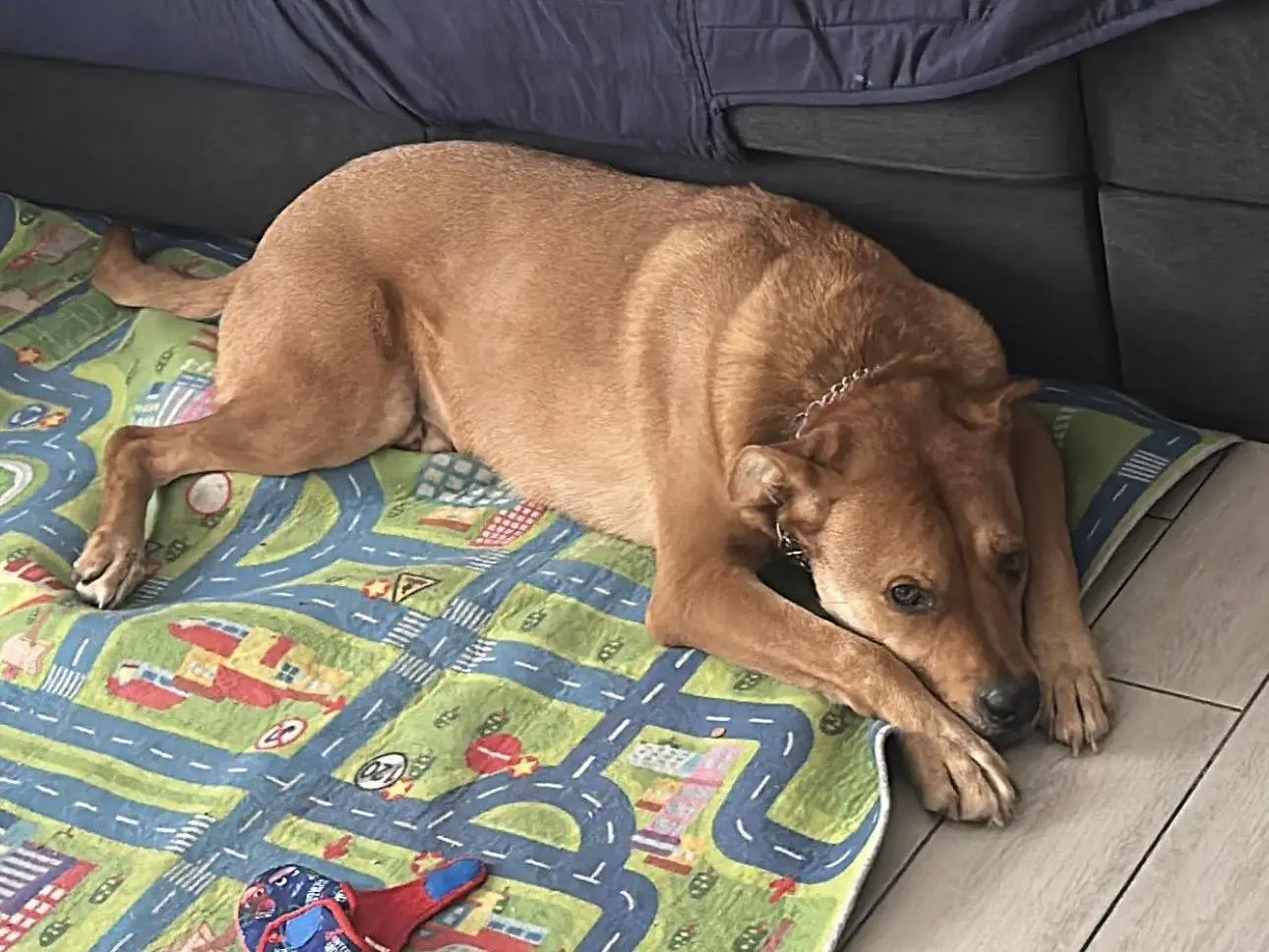 Adotta un cane, maschio, 5 anni, Pavia