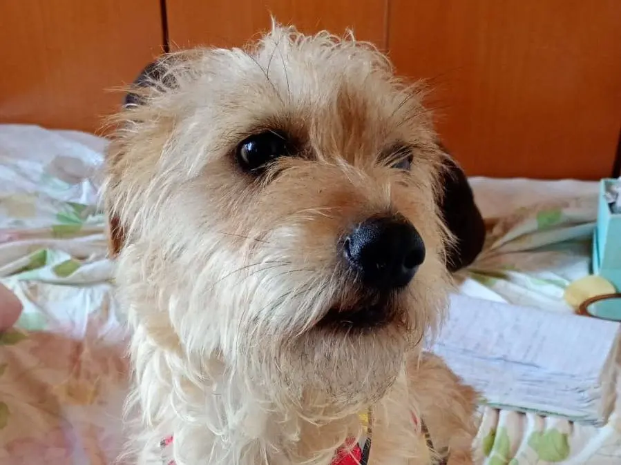 Adozione cane, maschio, Yorkshire Terrier Razza sconosciuta, 2 anni e 4 mesi, taglia piccola, Cagliari
