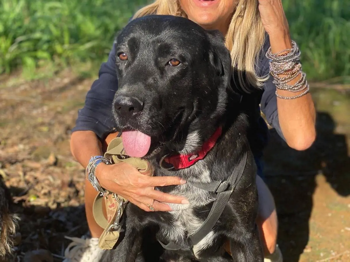 Vuoi adottare un cane a Como?