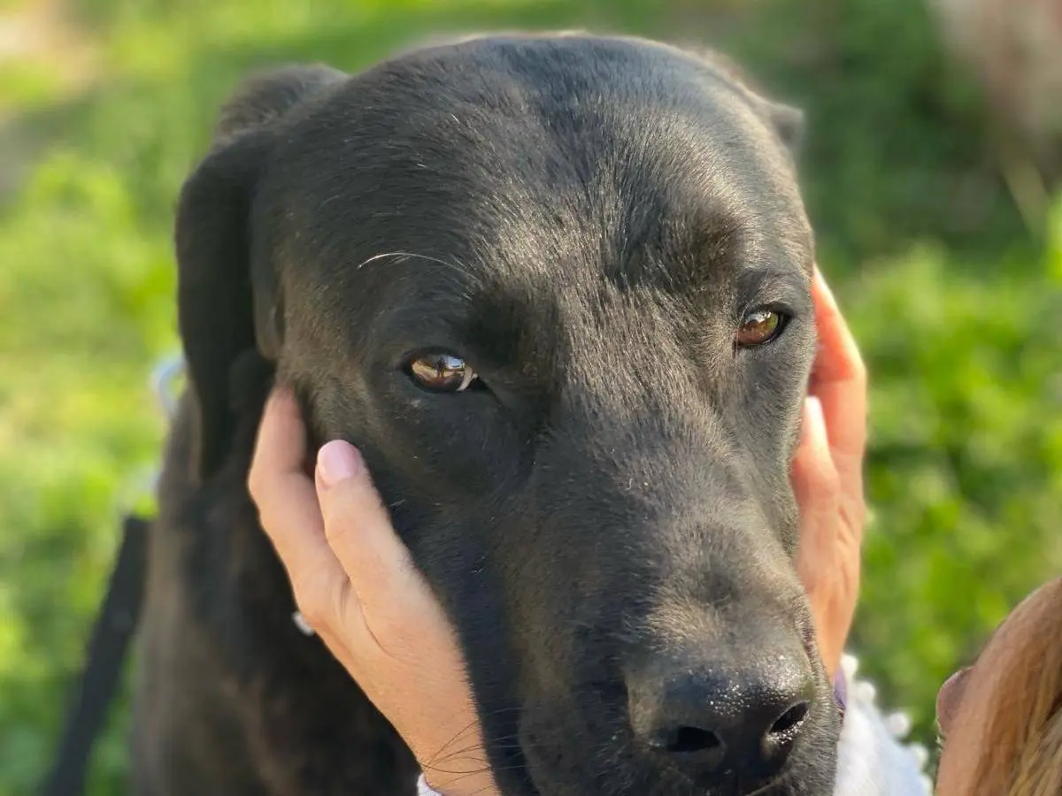 Adotta un cane, maschio, 3 anni, Como