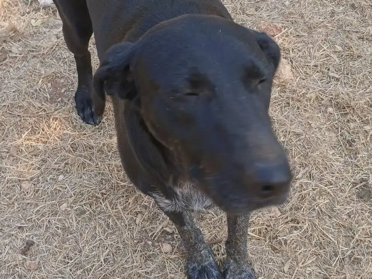 Vuoi adottare un cane a Bari?