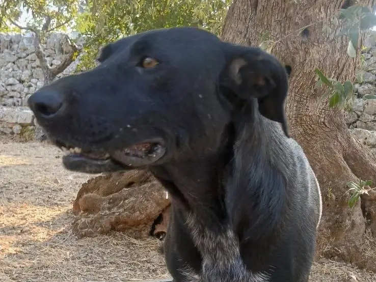 Adotta un cane, femmina, 3 anni e 3 mesi, Bari