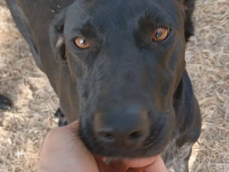 Adotta un cane, taglia media, femmina, Bari