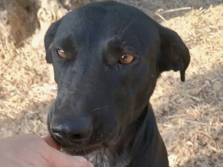Adozione cane, femmina, Razza sconosciuta Razza sconosciuta, 3 anni e 3 mesi, taglia media, Bari
