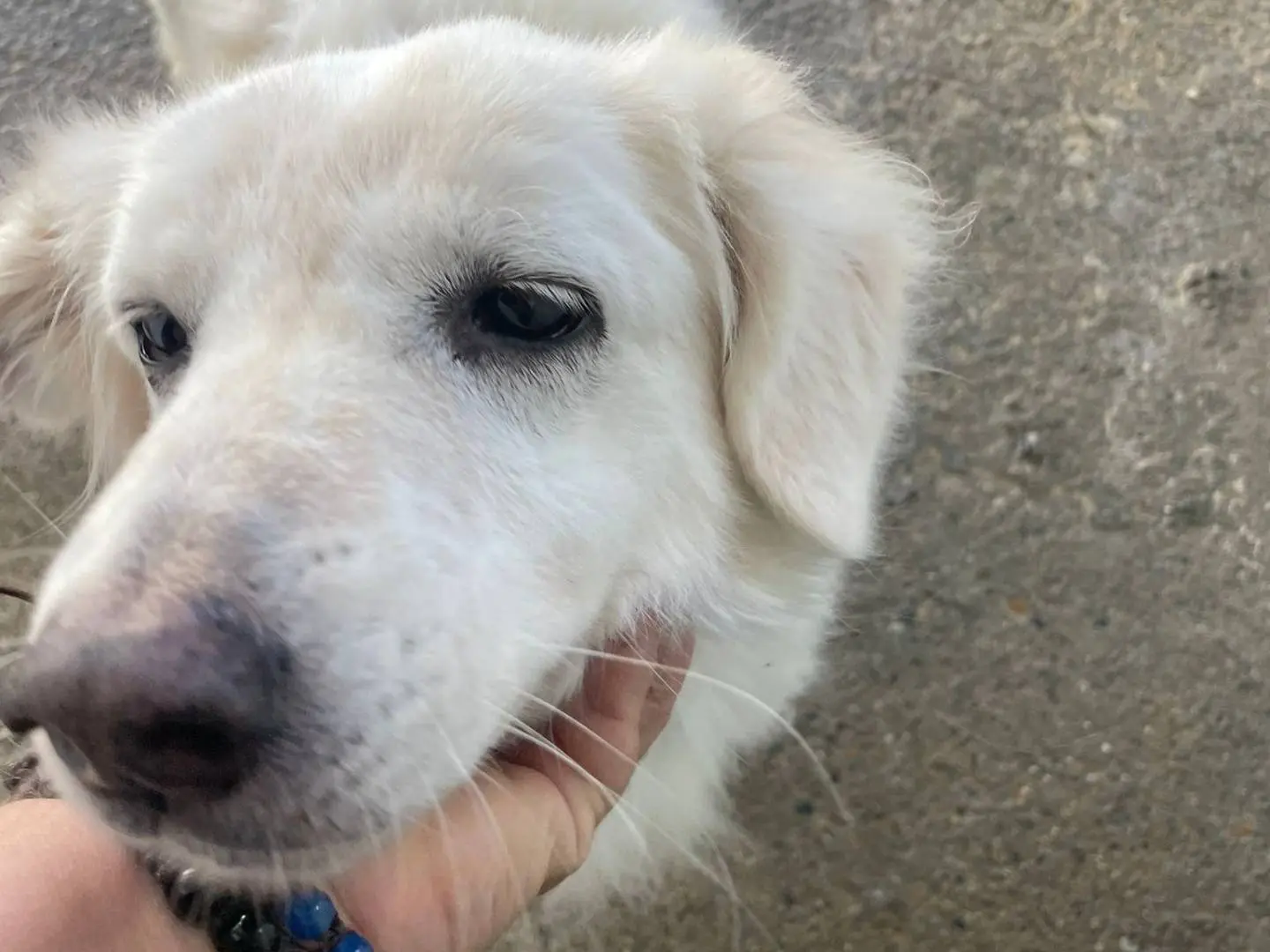 Adozione cane, femmina, Razza sconosciuta Razza sconosciuta, 9 anni e 11 mesi, taglia media, Crotone