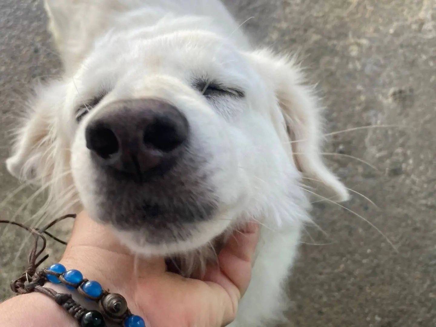 Adotta un cane, femmina, 9 anni e 11 mesi, Crotone