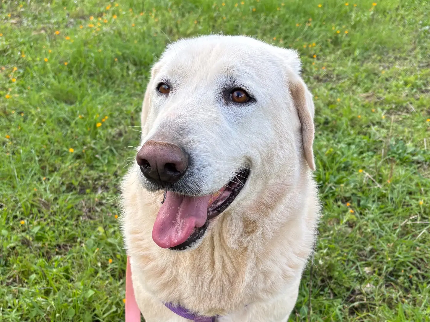 Adozione cane, maschio, Labrador Retriever Razza sconosciuta, 9 anni e 6 mesi, taglia grande, Taranto