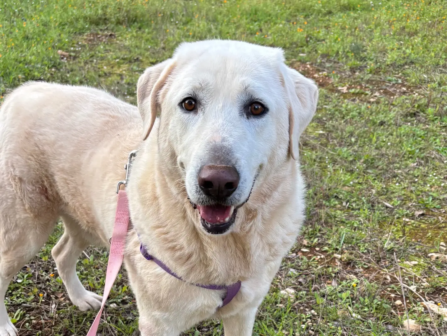Adotta un cane, taglia grande, maschio, Taranto