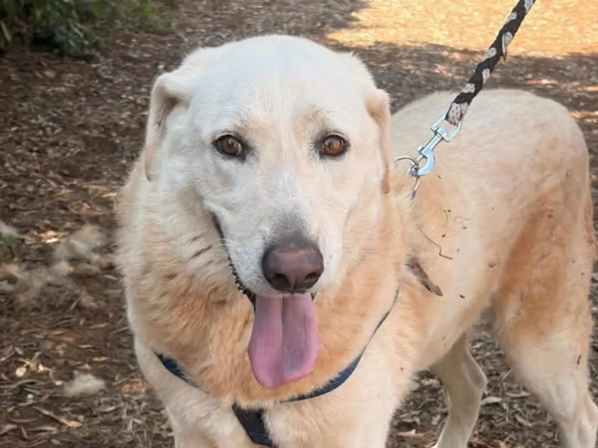 Adotta un cane, maschio, 9 anni e 6 mesi, Taranto