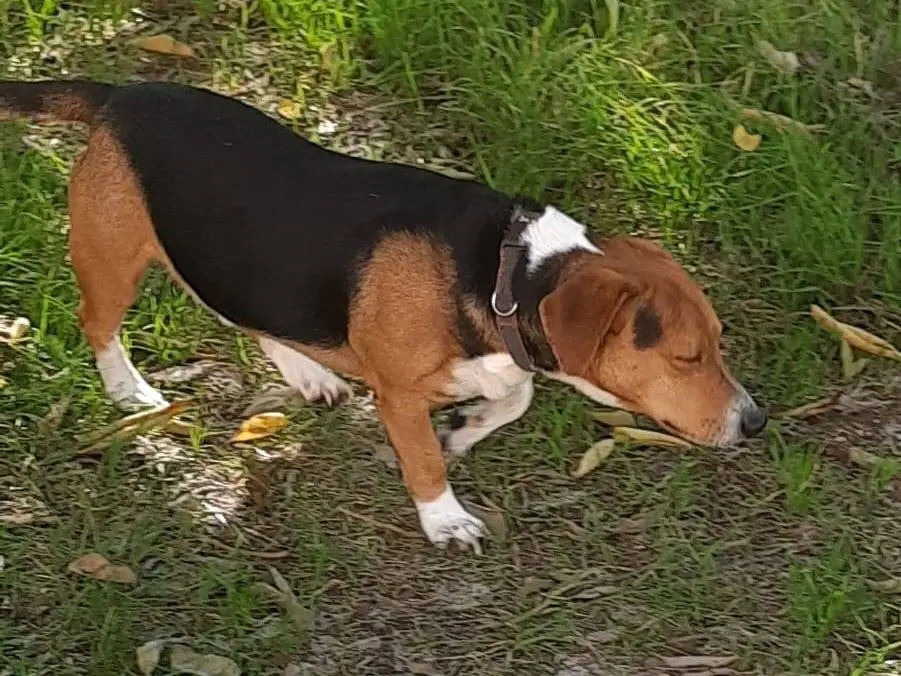 Vuoi adottare un cane a Frosinone?