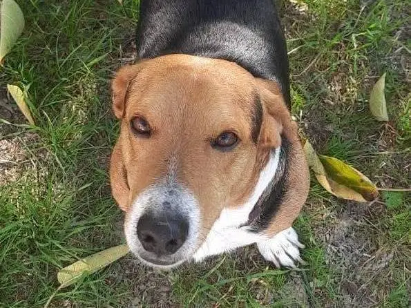 Adozione cane, maschio, Beagle Bassotto, 5 anni e 7 mesi, taglia media contenuta, Frosinone