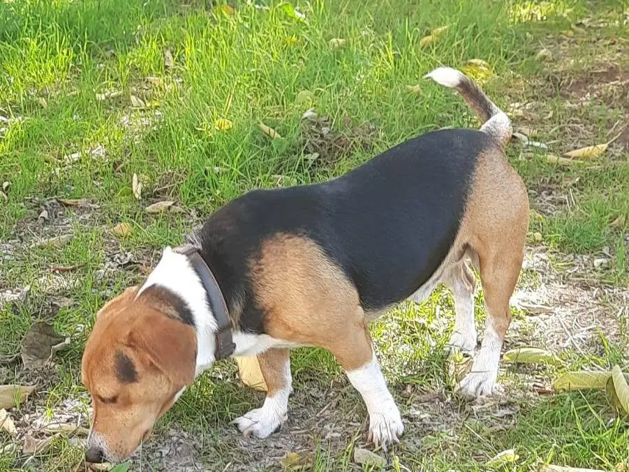 Adotta un cane, maschio, 5 anni e 7 mesi, Frosinone