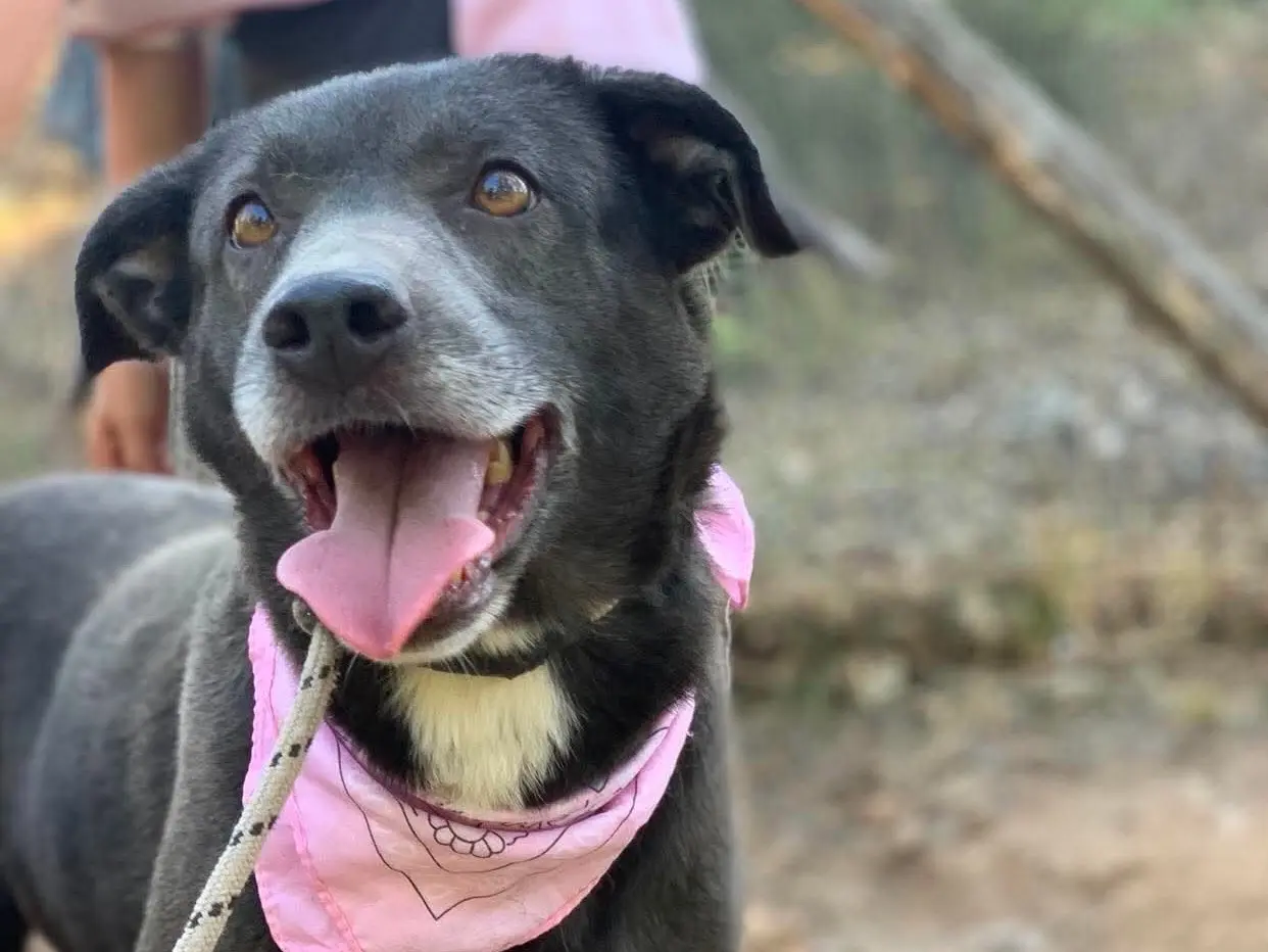 Vuoi adottare un cane a Latina?