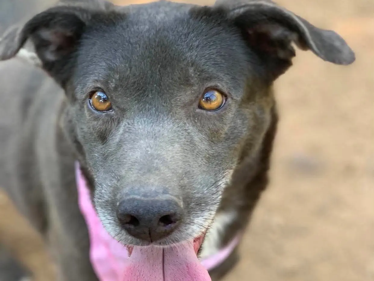 Adotta un cane, femmina, 6 anni e 4 mesi, Latina