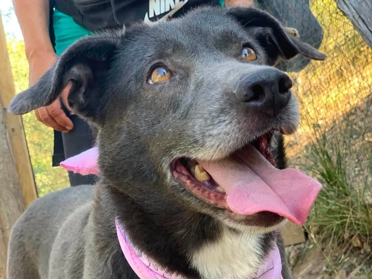 Adozione cane, femmina, Razza sconosciuta Razza sconosciuta, 6 anni e 4 mesi, taglia media, Latina