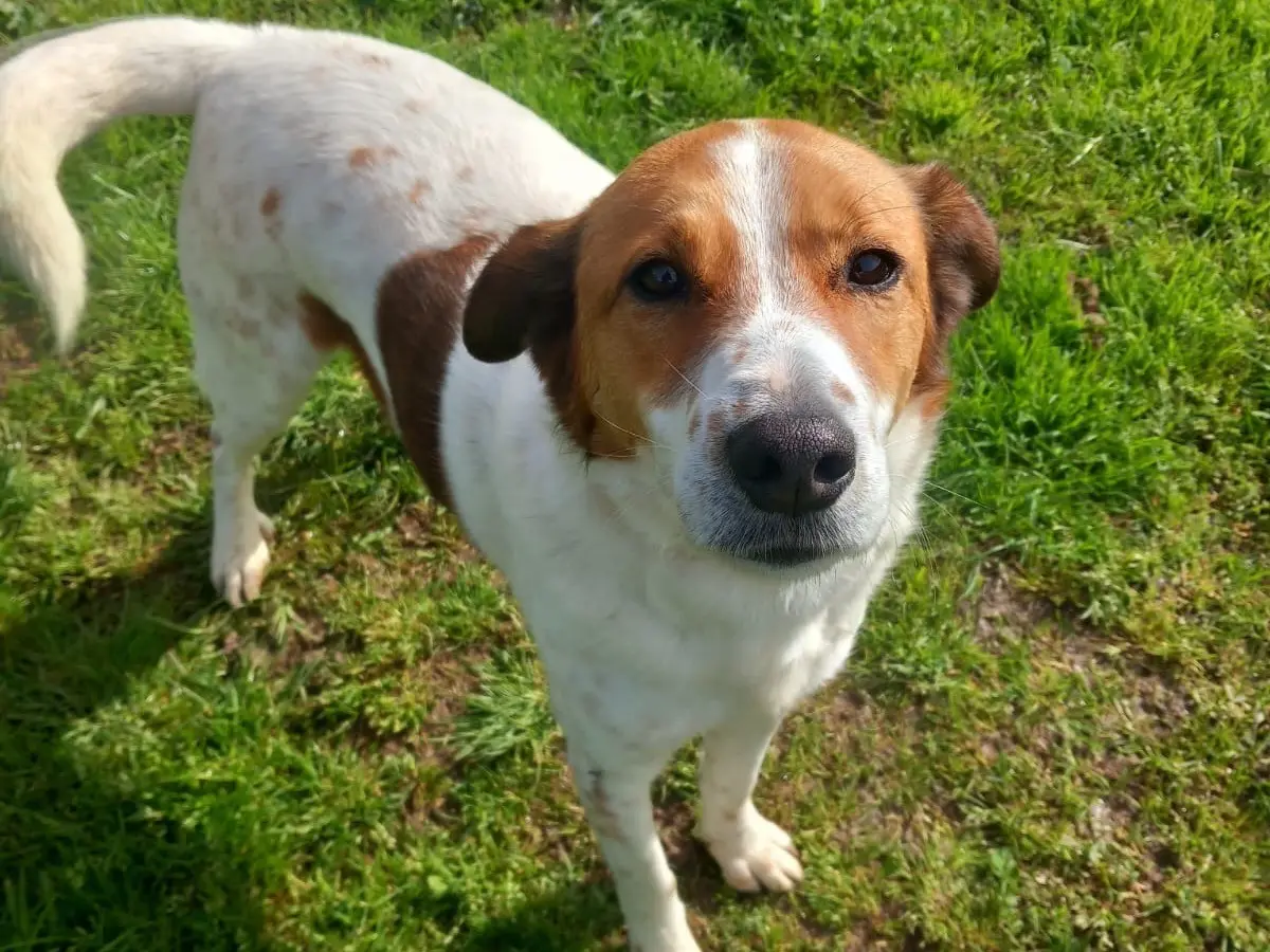 Adozione cane, maschio, Razza sconosciuta Razza sconosciuta, 8 anni e 3 mesi, taglia media, Latina