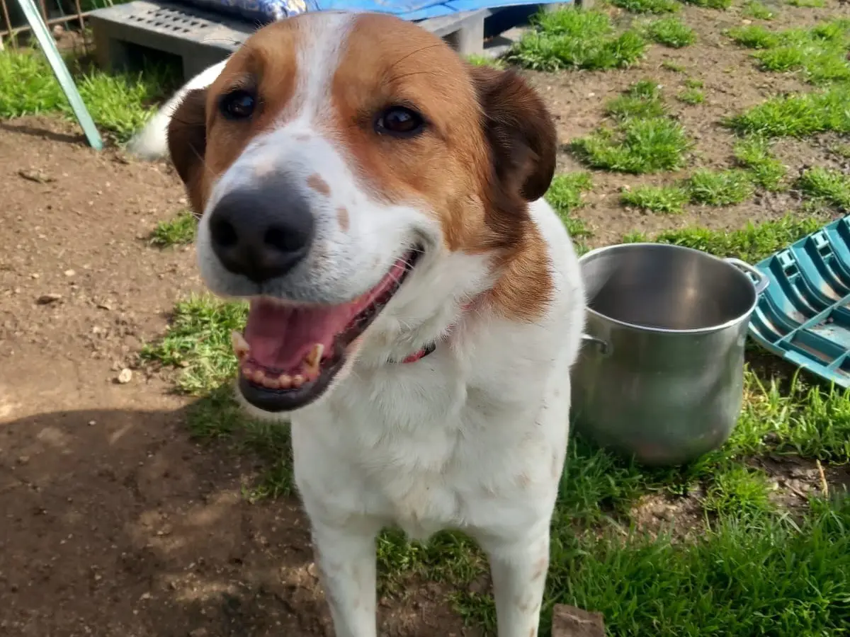 Adotta un cane, maschio, 8 anni e 3 mesi, Latina
