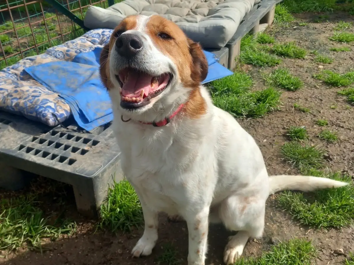 Vuoi adottare un cane a Latina?