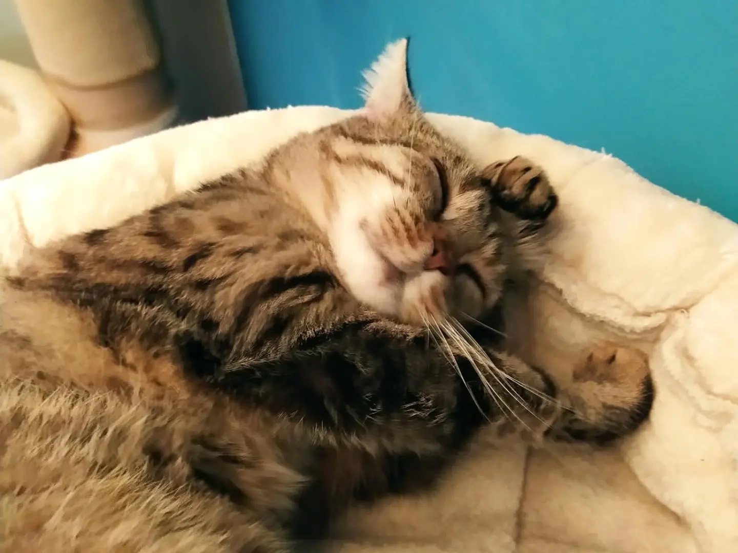 Adozione gatto, femmina, Razza sconosciuta Razza sconosciuta, 1 anno e 3 mesi, taglia non valida, Torino