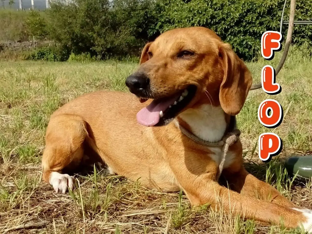 Adozione cane, maschio, Razza sconosciuta Razza sconosciuta, 2 anni e 6 mesi, taglia media contenuta, Viterbo