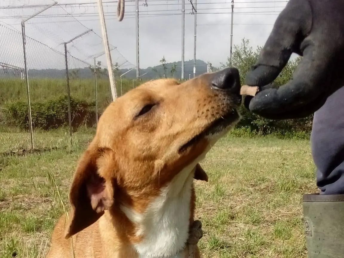 Adotta un cane, maschio, 2 anni e 6 mesi, Viterbo