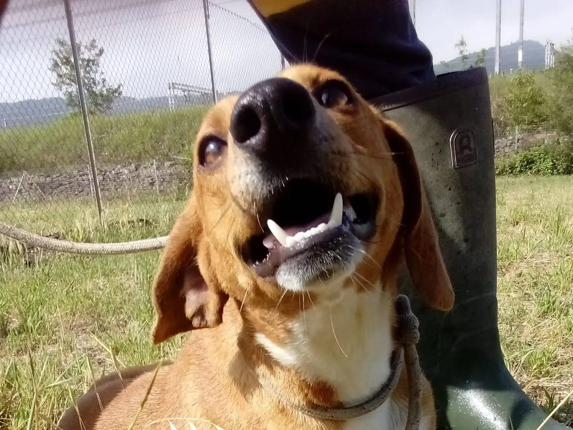 Adotta un cane, taglia media contenuta, maschio, Viterbo