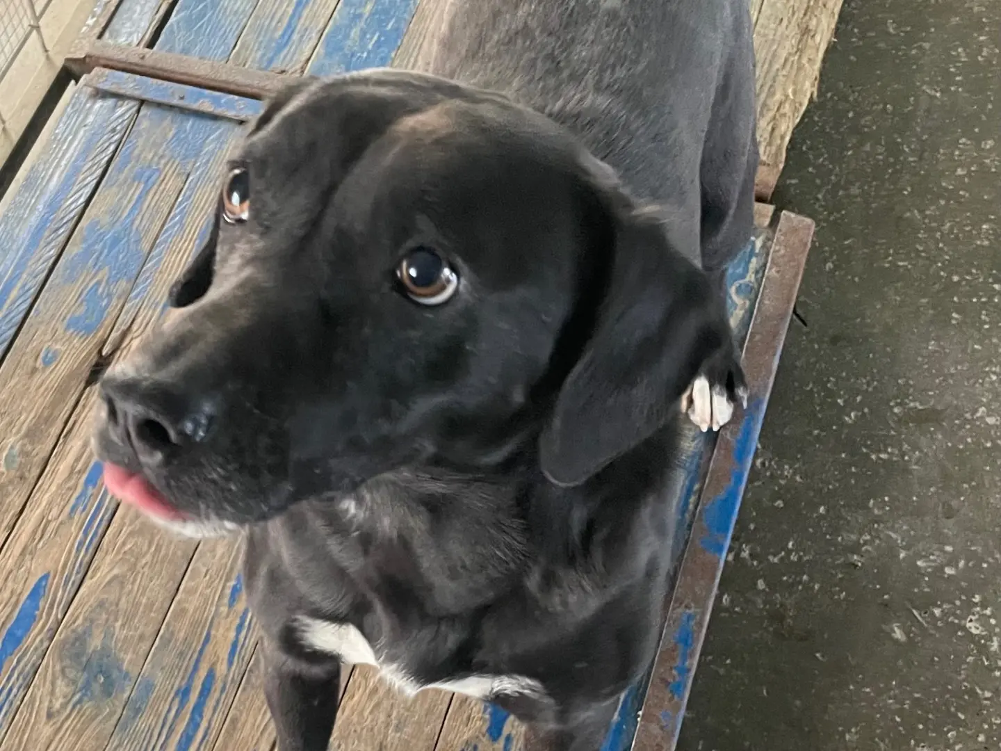 Adotta un cane, maschio, 9 anni e 3 mesi, Brescia