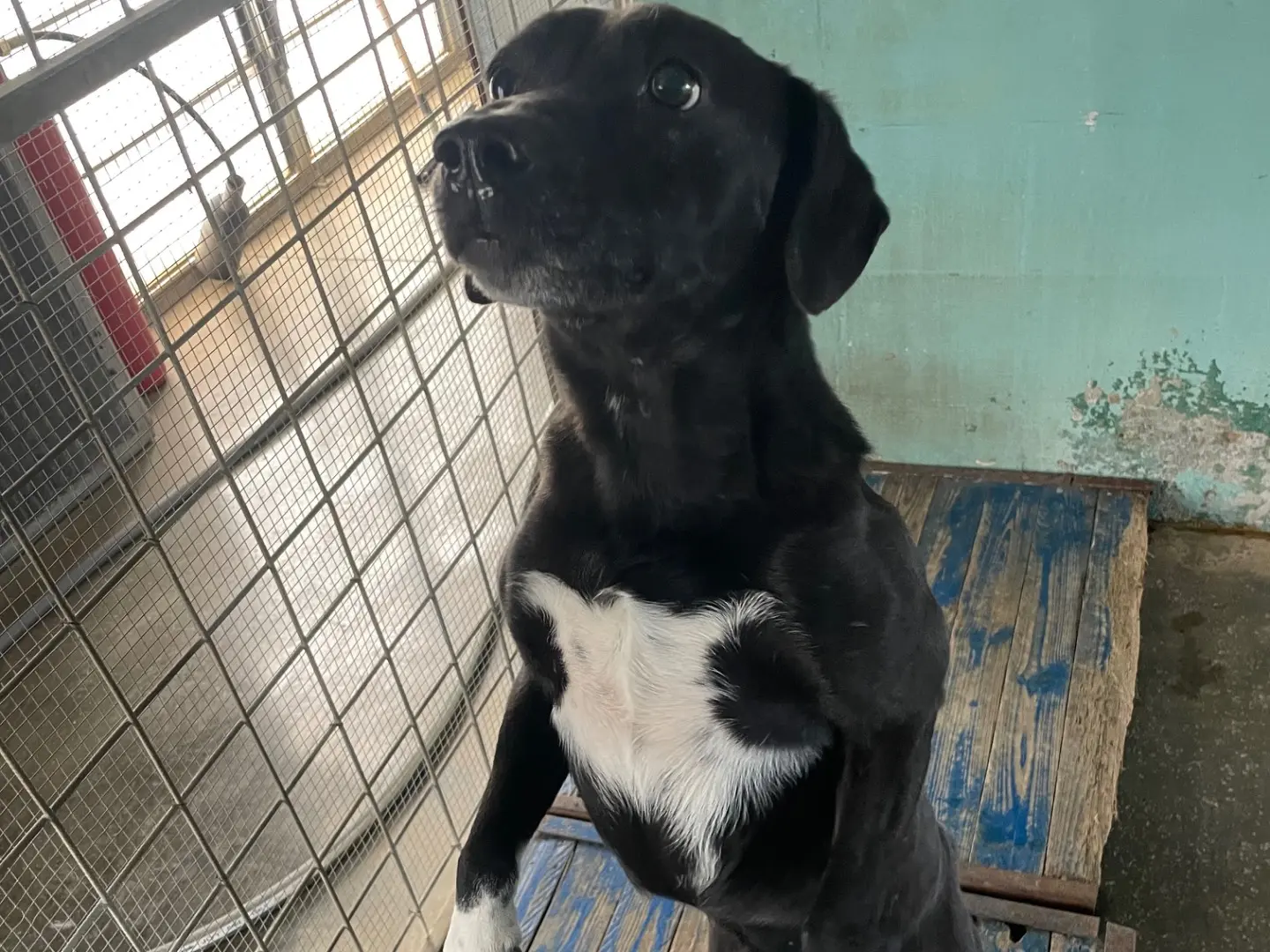 Adozione cane, maschio, Razza sconosciuta Razza sconosciuta, 9 anni e 3 mesi, taglia piccola, Brescia