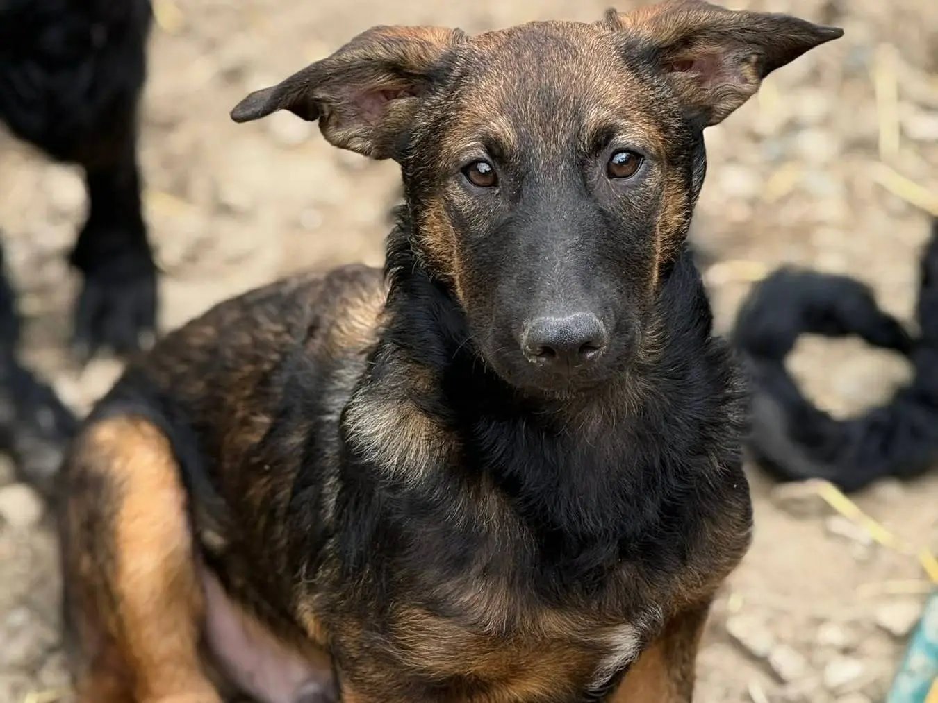Vuoi adottare un cane a Firenze?