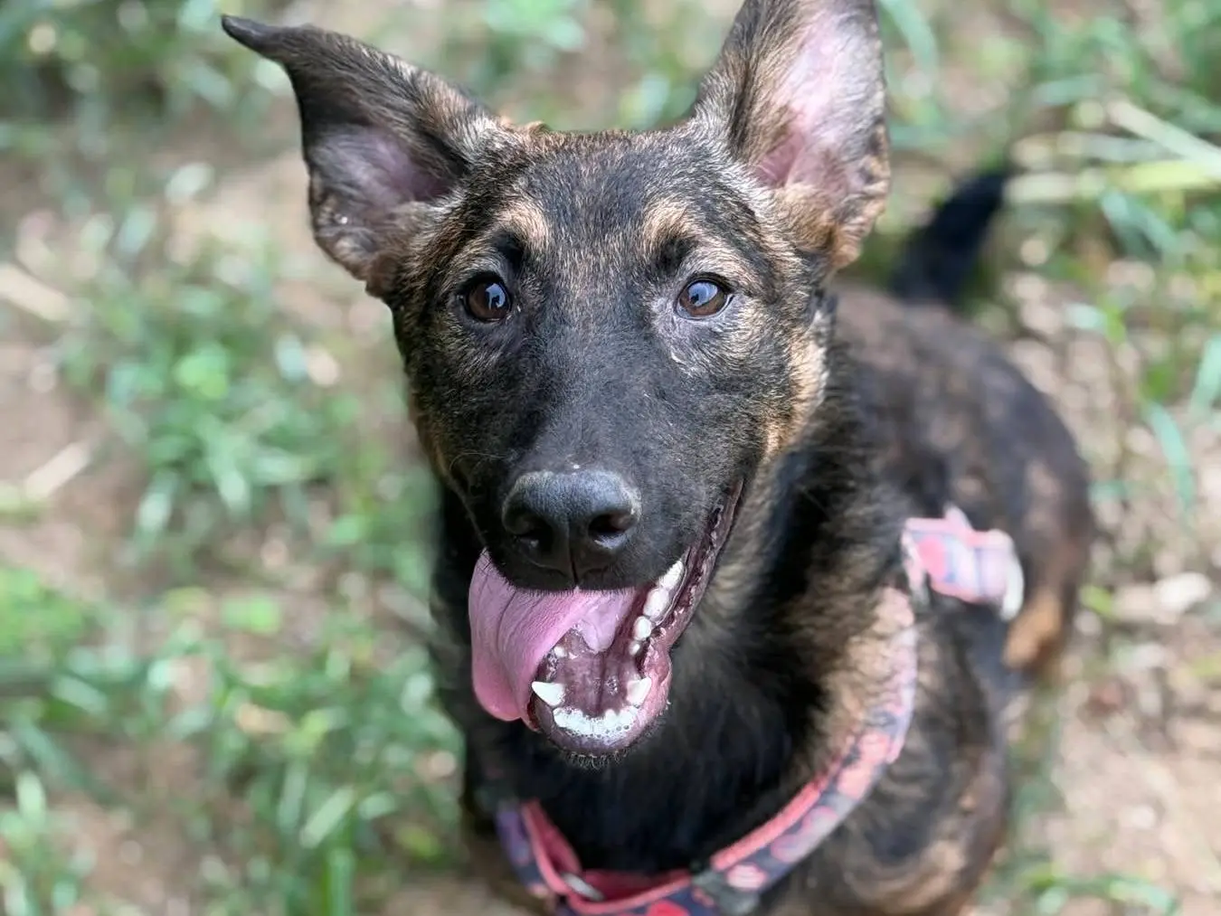 Adozione cane, maschio, Razza sconosciuta Razza sconosciuta, 7 mesi, taglia media contenuta, Firenze