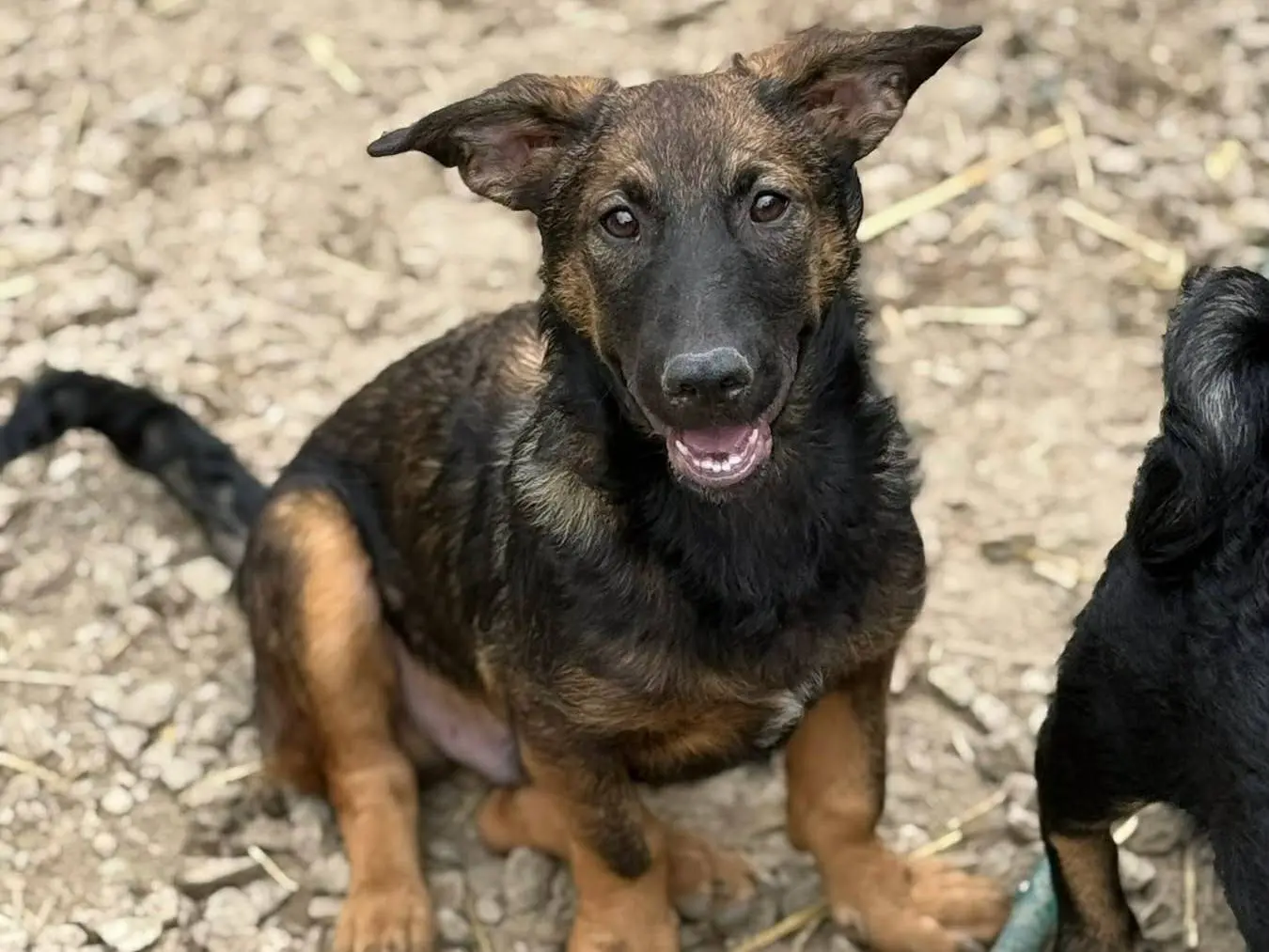 Adotta il cane ENZO a Firenze