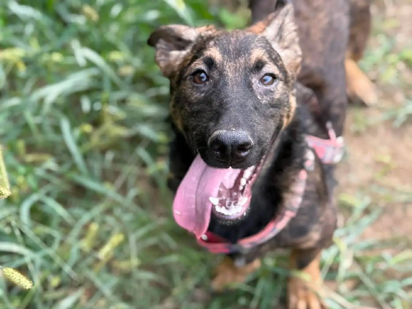 Adotta un cane, maschio, 7 mesi, Firenze