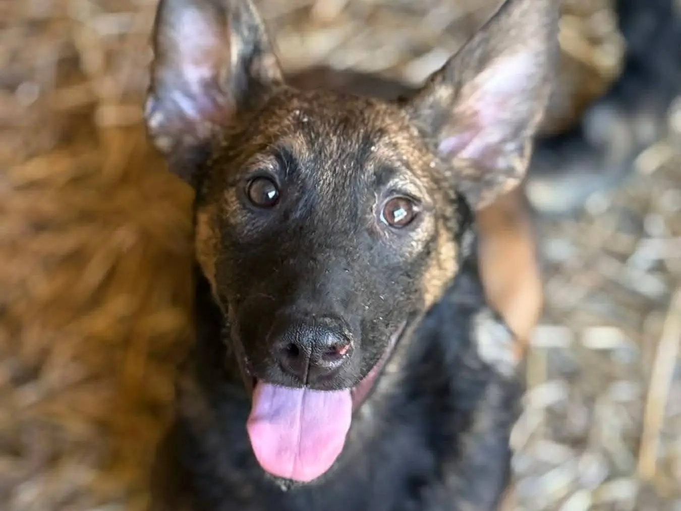 Adotta un cane, taglia media contenuta, maschio, Firenze