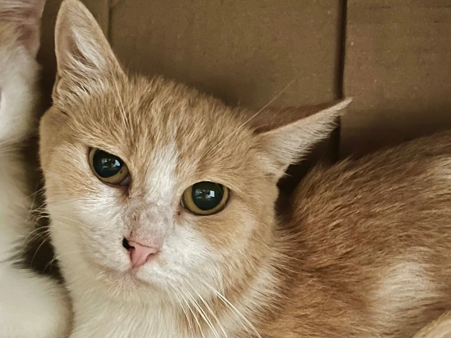Adotta un gatto, femmina, 2 anni e 5 mesi, Padova