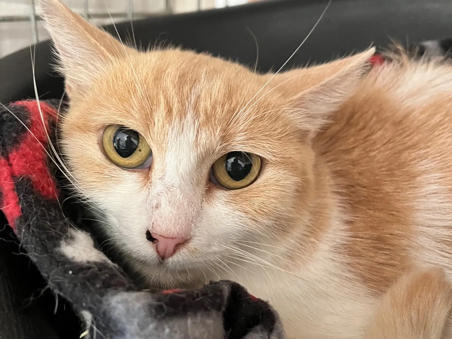 Adozione gatto, femmina, Razza sconosciuta Razza sconosciuta, 2 anni e 5 mesi, taglia non valida, Padova