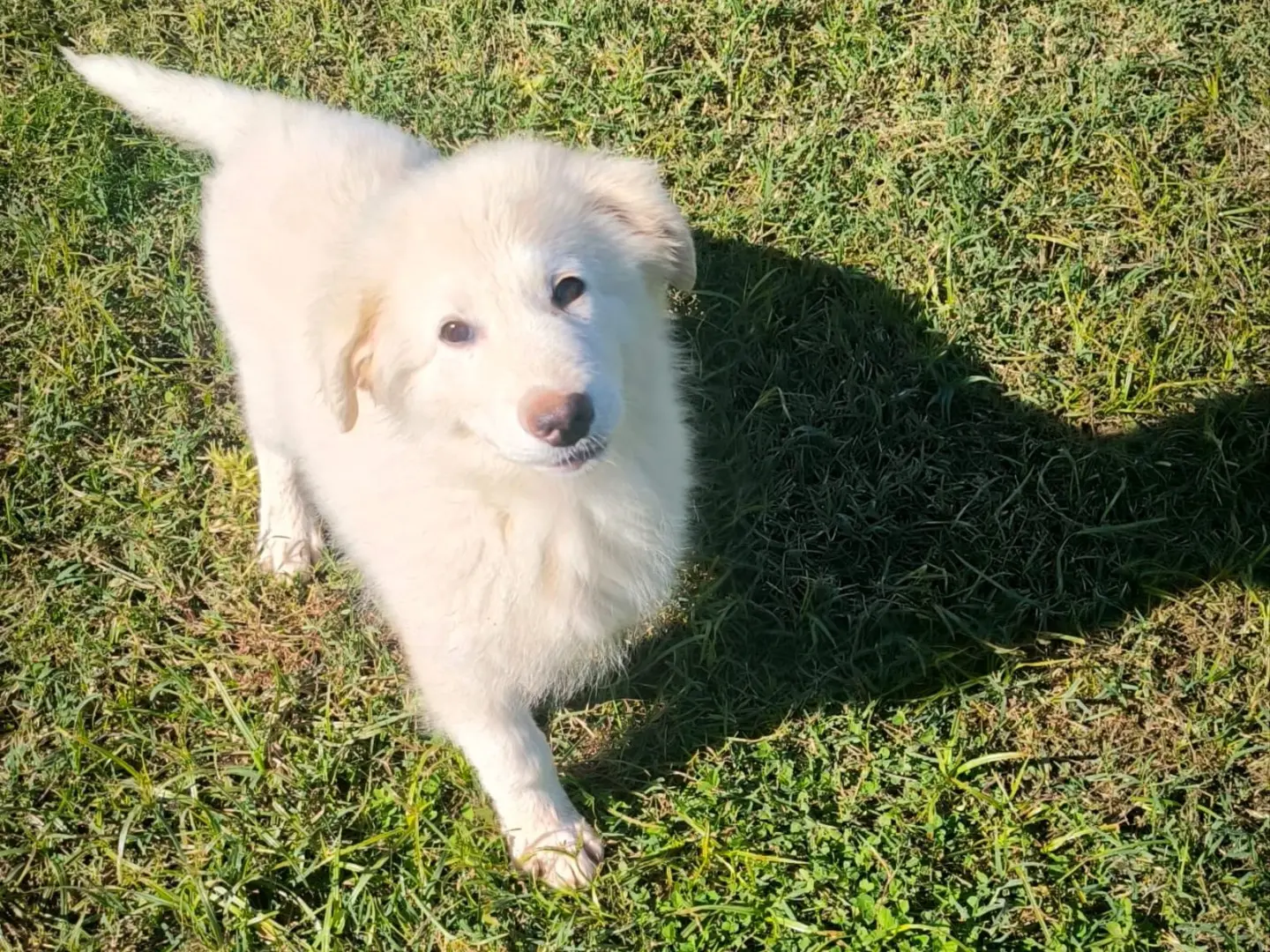 Adotta un cane, maschio, 3 mesi, Cosenza