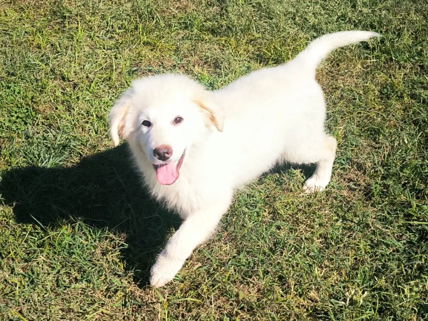 Adozione cane, maschio, Pastore maremmano Razza sconosciuta, 3 mesi, taglia grande, Cosenza