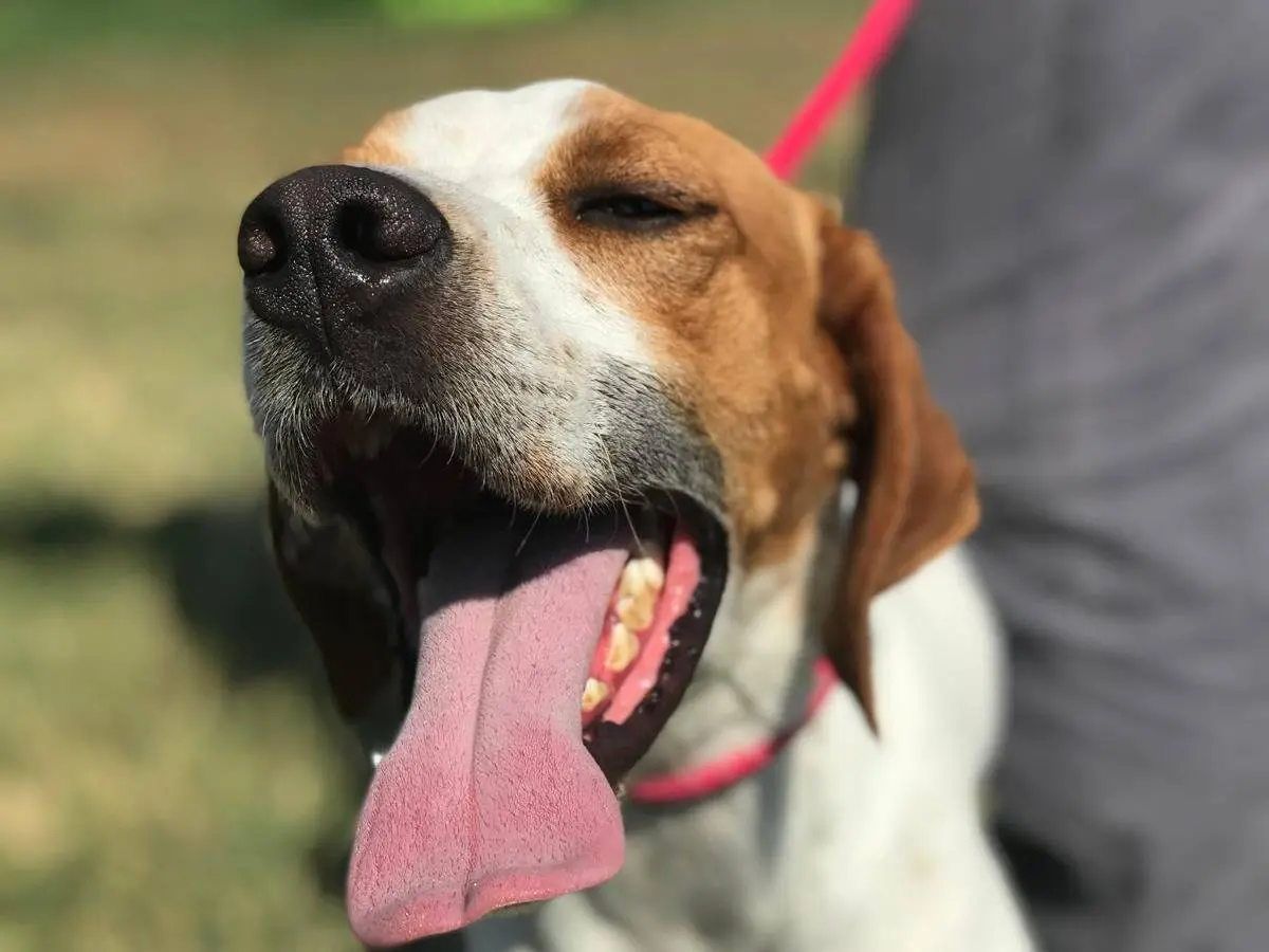 Adotta il cane Puk a Latina