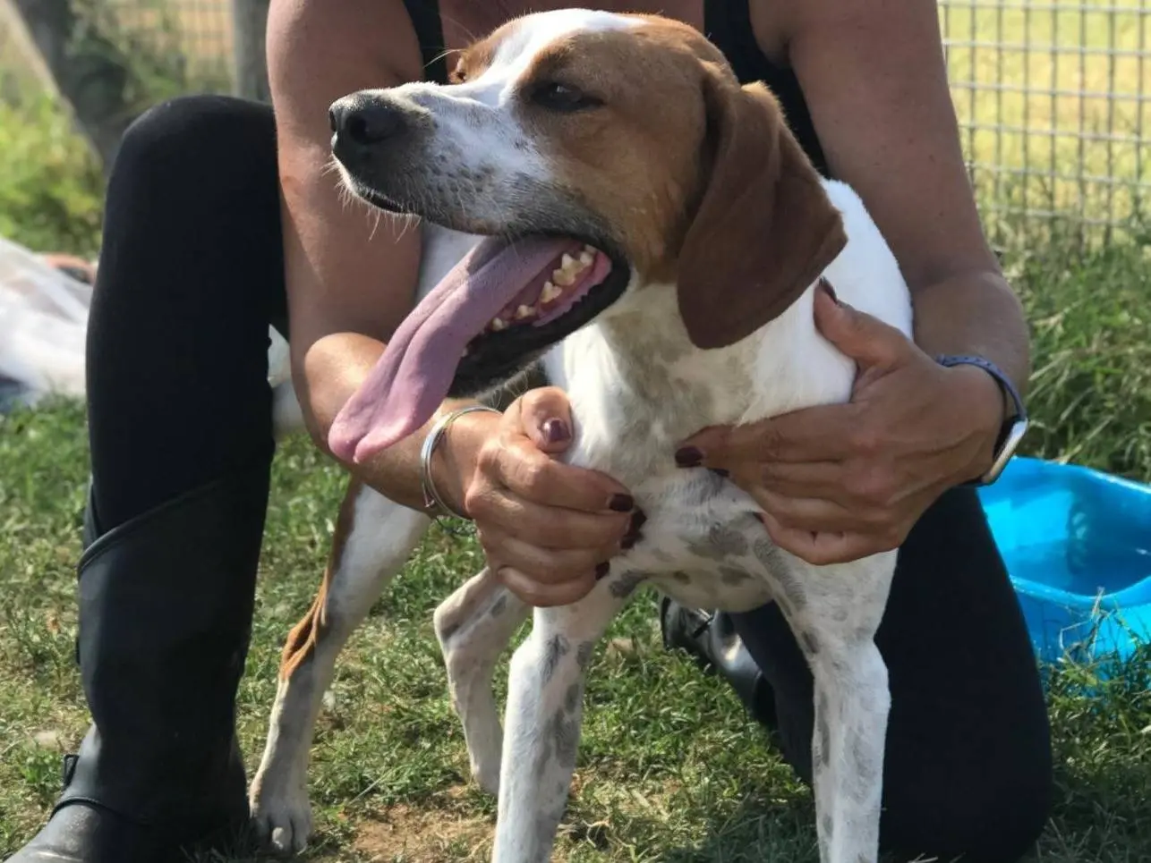 Vuoi adottare un cane a Latina?