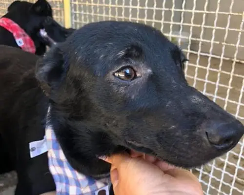 Adotta un cane, maschio, 7 anni e 6 mesi, Napoli