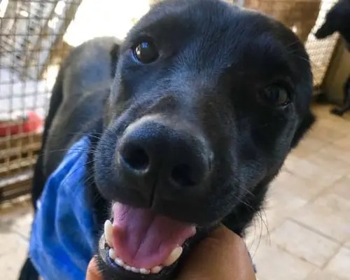Adozione cane, maschio, Pastore tedesco, 7 anni e 6 mesi, taglia piccola, Napoli